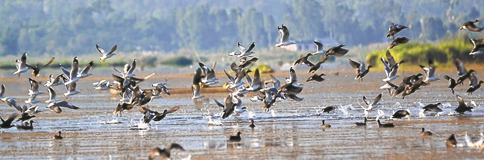Migratory birds dwindle at Loktak