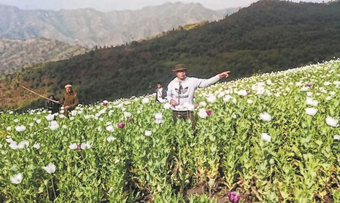 Poppy cultivation worth Rs 68,60 cr destroyed