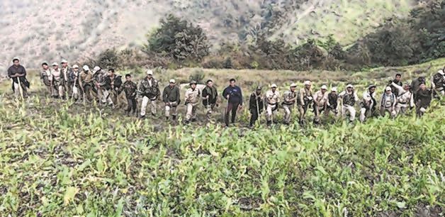 CCpur DC leads in cutting down Poppy plants