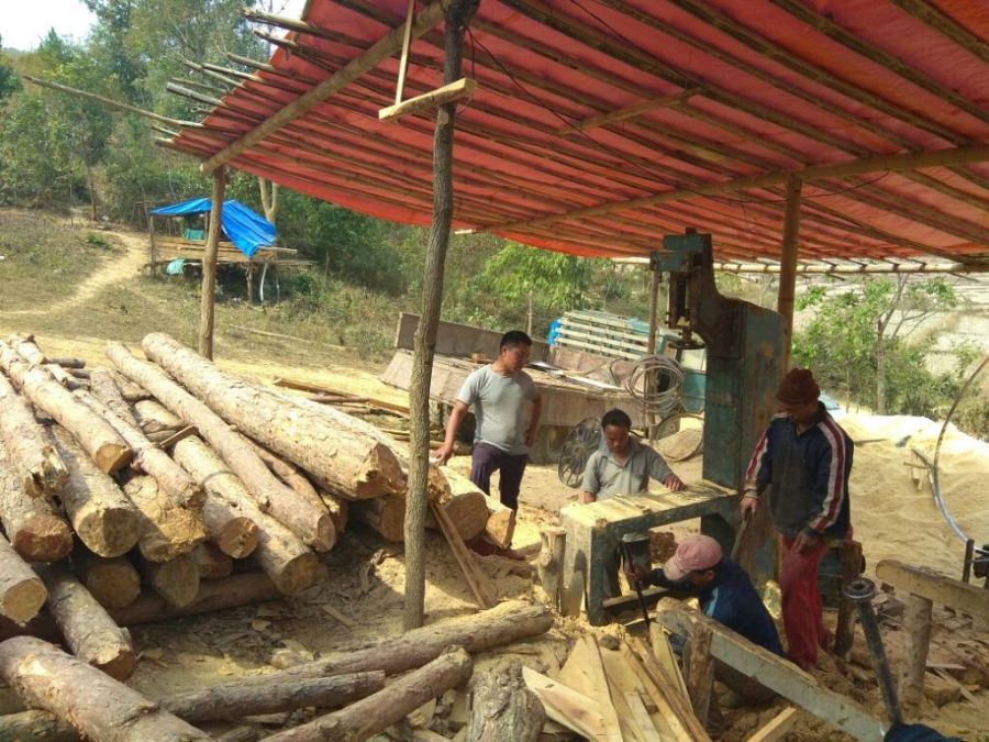 Violating court order vallagers continue to cut Pine Trees at The Gwarok Reserved Forest area