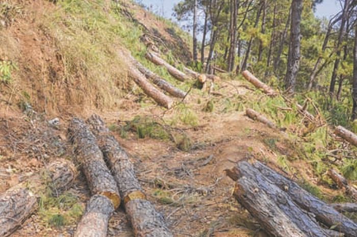 Large scale felling of trees at Gwarok reserved forest peeves villagers