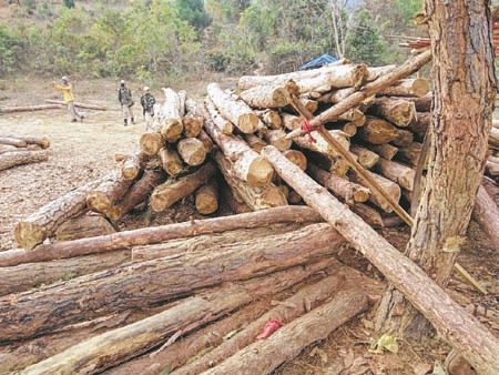 Trees felled despite appeals by authorities