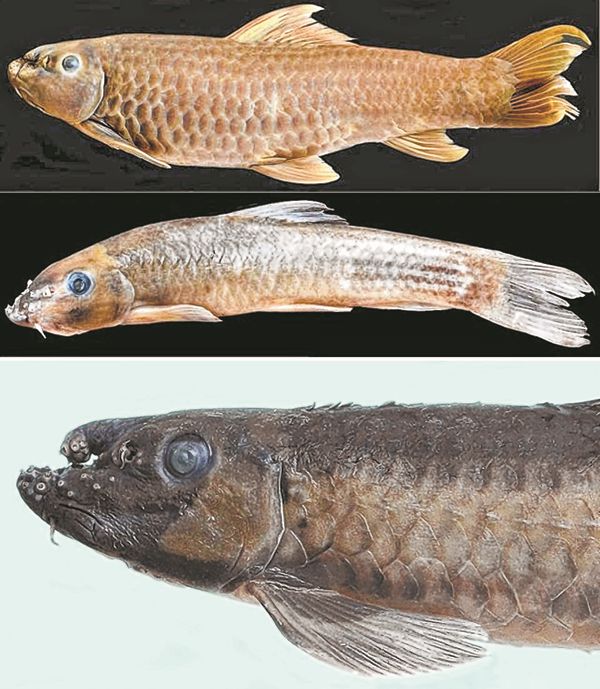 3 new fish species discovered in Assam, Manipur : 26th mar18 ~ E-Pao!  Headlines