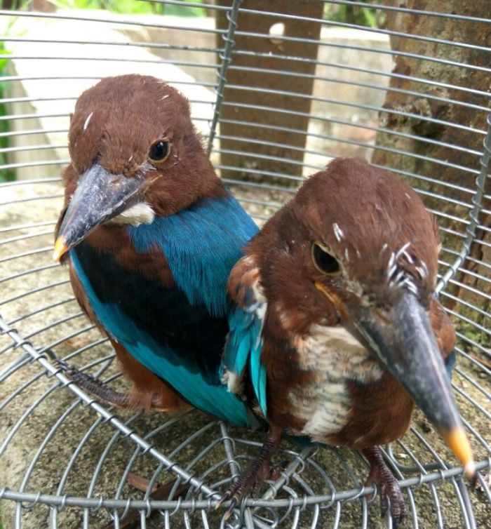 Two Kingfishers rescued