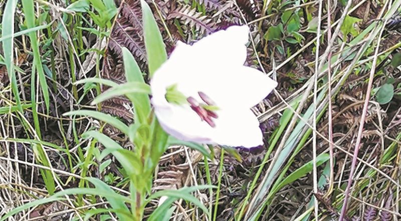 Lily similar to Shirui Lily found at Khamasom peak