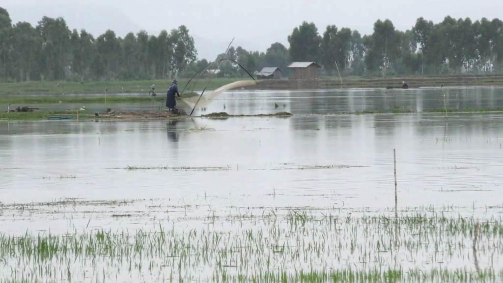 Paddy fields, fish farms submerged, river bank sink in Thoubal district