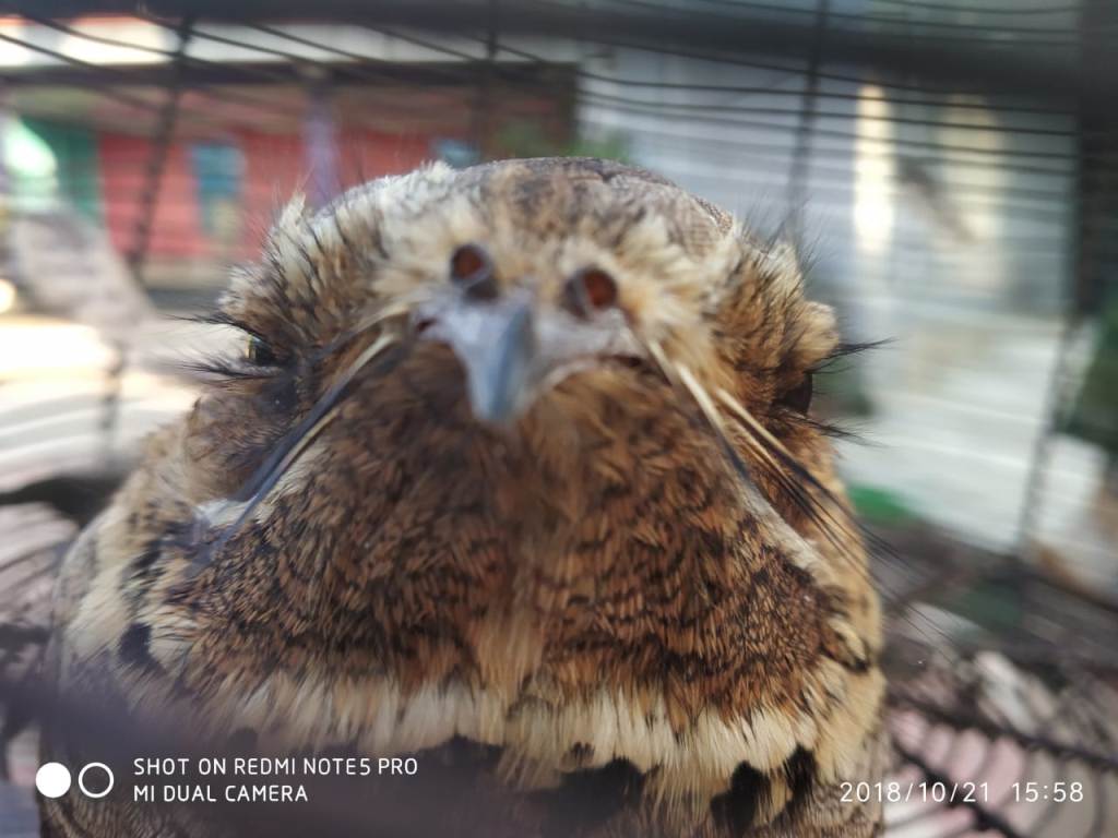 Owlet-Nightjar -  A Rare Migratory Bird rescued