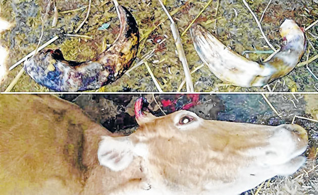 'Predator' strikes Kangpokpi, cow found killed inside shed
