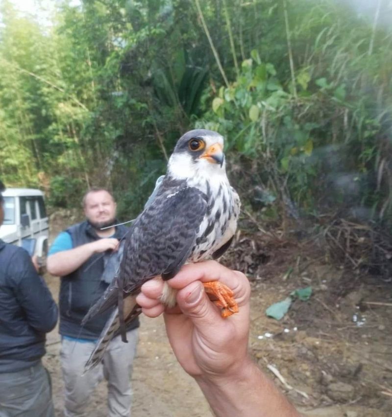 Tamenglong, the radio satellite tagged female Amur Falcon