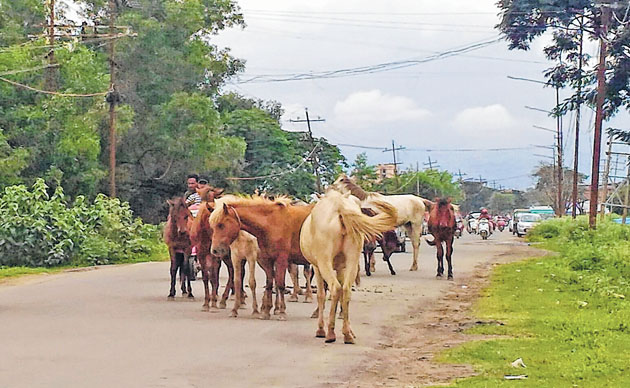  Manipuri Pony pushed on the verge of extinction 