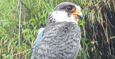 Tamenglong, the female Amur Falcon