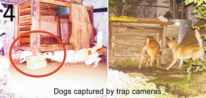  Dogs captured by trap cameras 