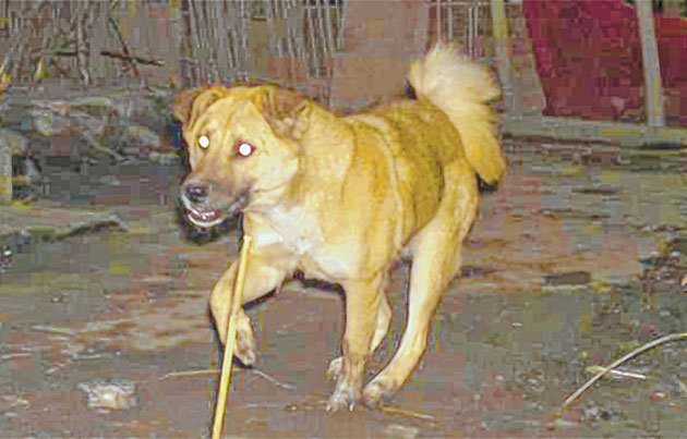 Why put the blame only on dogs: PFA to WII