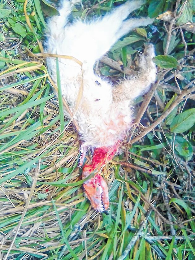 Dog killed mysteriously at Emesiiphro village, Senapati police on high alert
