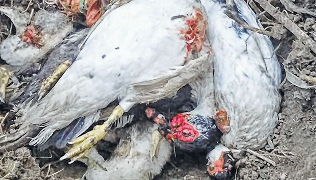 Predators strike Senapati, 11 ducks found killed