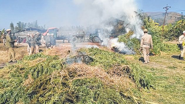 NAB and Thoubal Police continue to destroy Marijuana plants at Kairembikhok