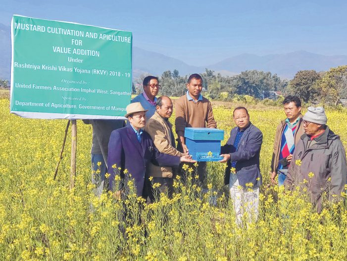 Mustard plantation at Sangaithel Loukon