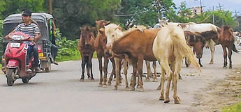 Conservation of Manipuri Pony : DESAM flays absence of concrete measures