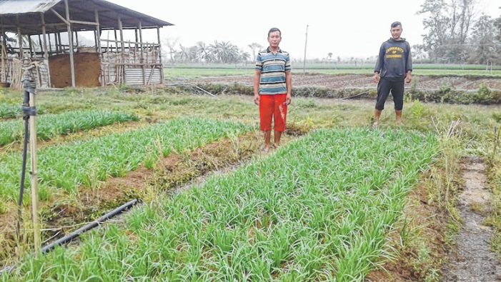Maroi Nakuppi cultivation becomes a substantial source of income for locals of Kangla Sanggomsang