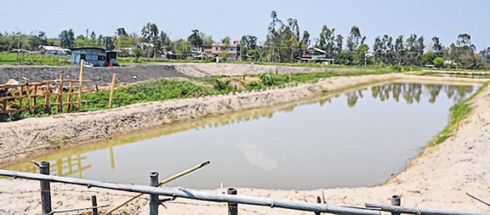 Declining rainfall turns paddy fields into fish farms