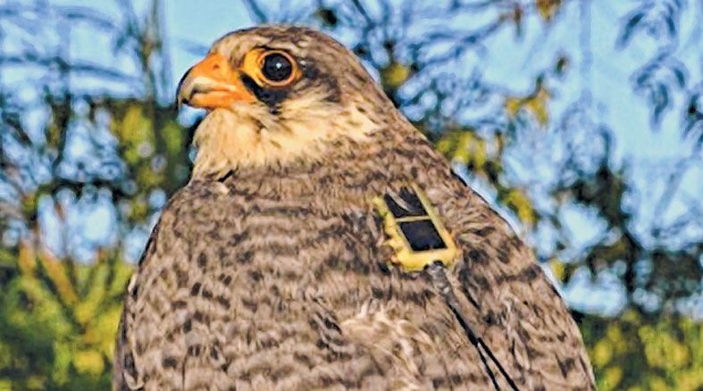Tagged Amur Falcon Longleng may cross NE