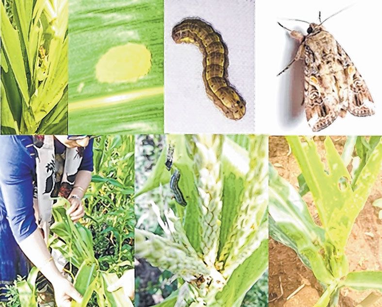 detection of highly invasive pest Fall Armyworm