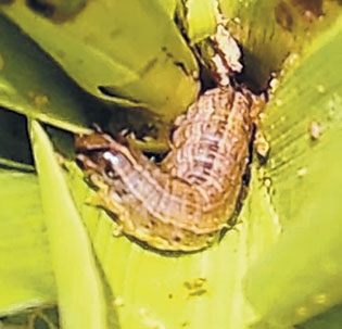 To combat Fall Armyworm : 44 more surveillance team formed