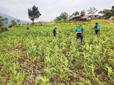Crops infested by Fall Armyworms at Senapati, reports DAO