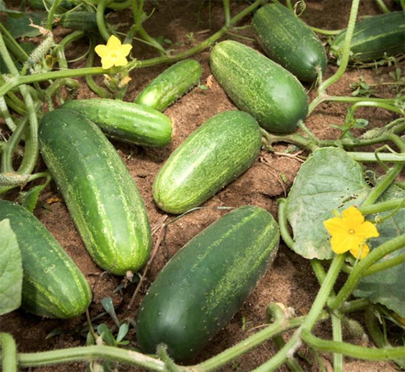 Cucumbers today are not safe for human consumption