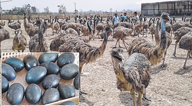 Emu meat, eggs to debut in market soon