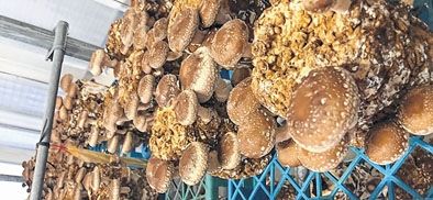 Shiitake mushroom to tickle palate soon