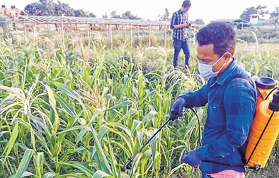 All districts affected by Fall Armyworm