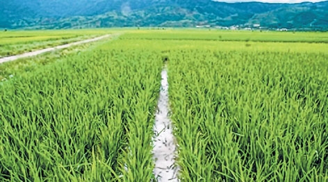 Shrinking paddy lands deliberated