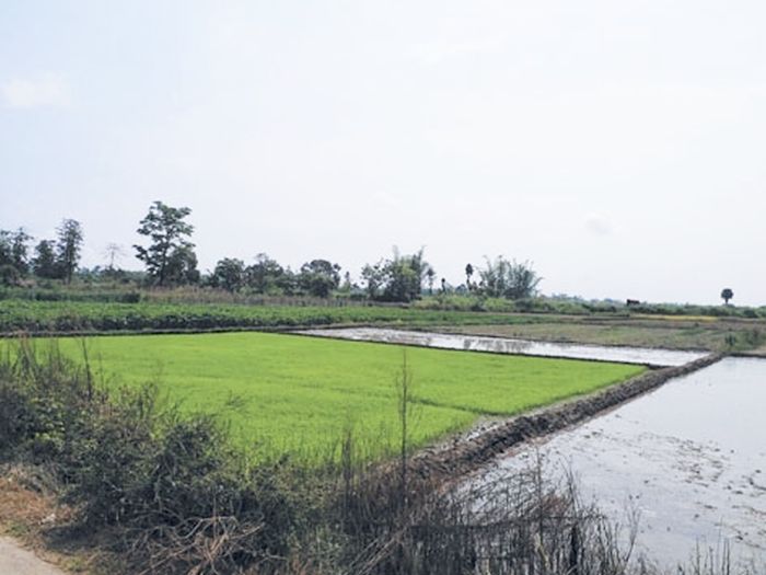 Inadequate rainfall delays, threatens paddy cultivation