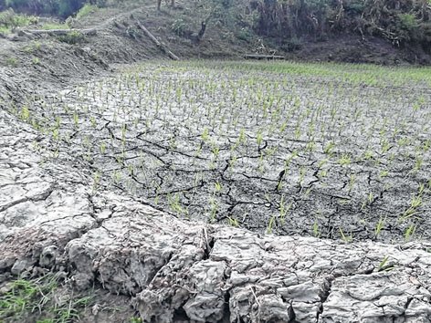Cabinet recommends drought-hit status for State