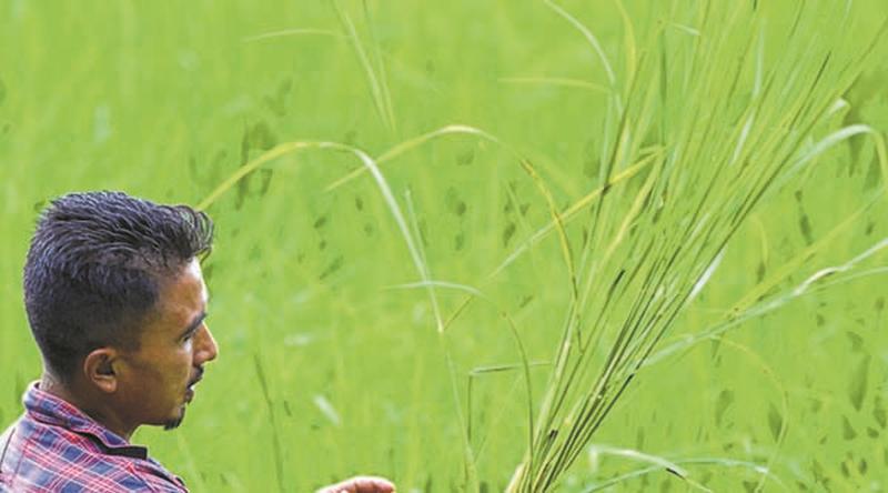 Wainu Chara : An indigenous rice breed :: No negative impact of climate change