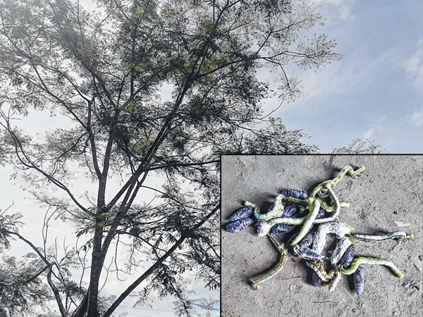 'Abnormal increase' in caterpillar population at Ukhrul; parkia trees under attack