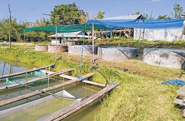 Scanty rainfall limits fish spawns, fingerling shortage looms
