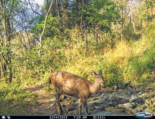 Forest officials speculate presence of tigers in Senapati as camera traps capture prey