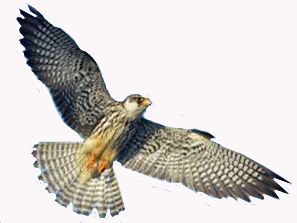WII scientists to tag five Amur falcons in Tamenglong in mid-October