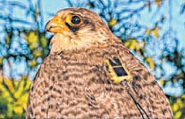 Hunting wild animals, Amur falcons totally banned in Tamenglong