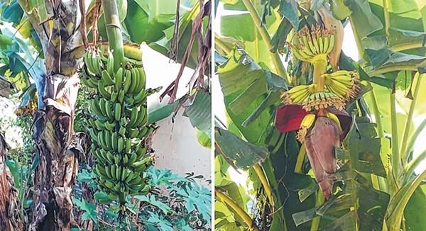 Climate change Banana trees slowly disappearing