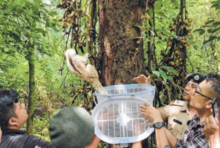PFA Manipur rescues animals : 06th oct19 ~ E-Pao! Headlines