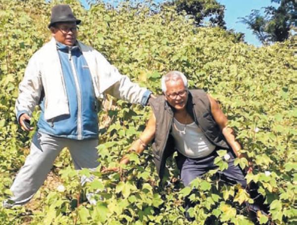 Cotton plantation in Jiribam succeeds