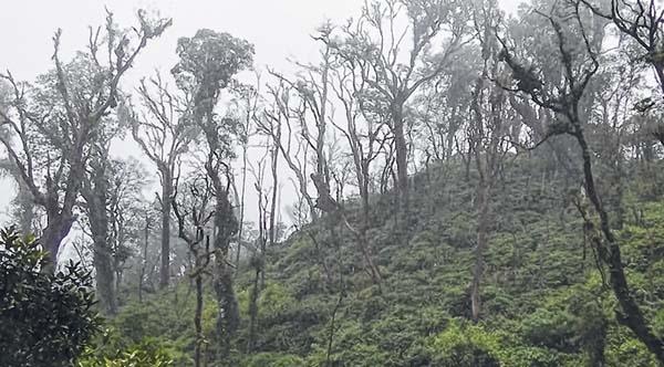 Deforestation major factor for climate change