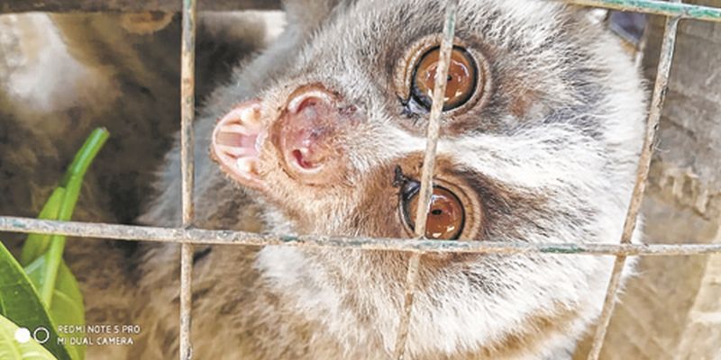 Slow Loris rescued at Noney