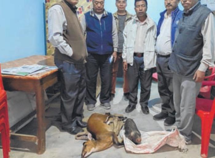 KSTC seizes deer and wild boar carcasses, defaulters escape