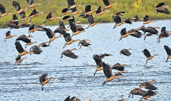 Wild birds return to flock at Yaralpat