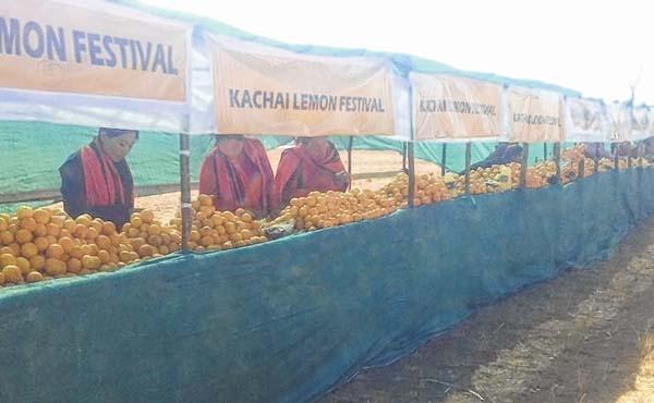 Kachai Lemon Festival kicks off