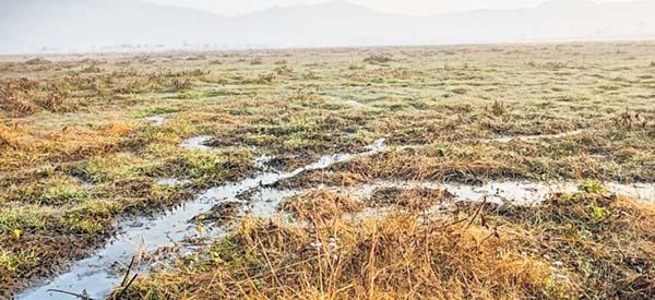 All wetlands except Loktak and Pumlenpat have virtually vanished